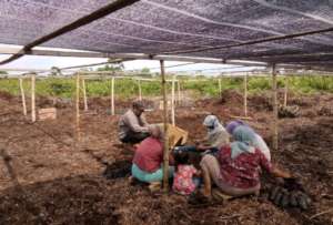 local community planting seedlings in Singkil