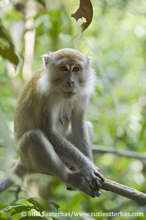 Long-tailed Macaque