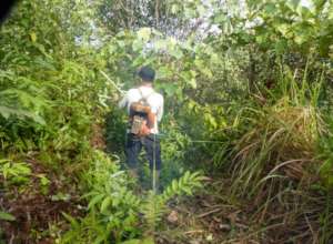 tree maintenance at Halaban