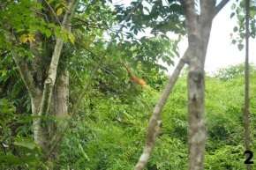 orangutan in restored forest