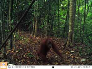 Orangutan caught on camera