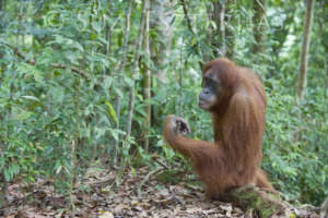 Orangutan in new forest