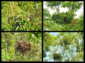 Orangutan nests in Besitang