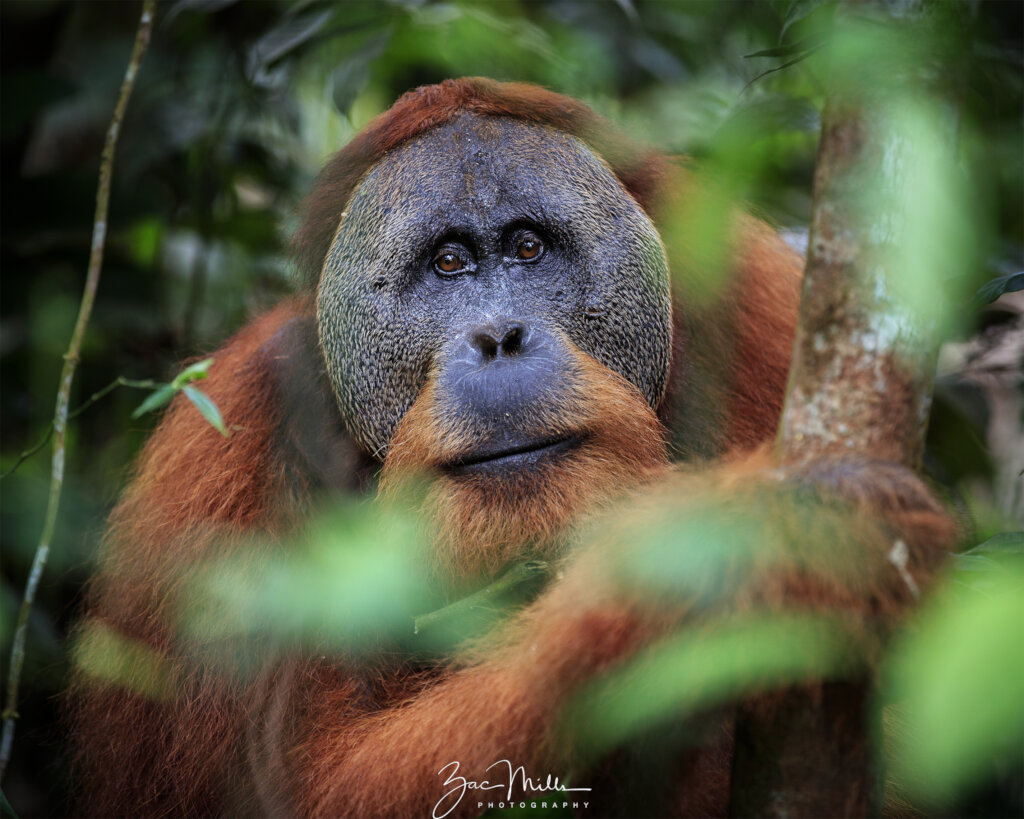 Help Orangutans Thrive by Rewilding Their Forests