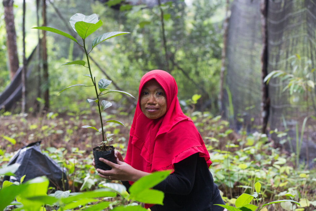Help Orangutans Thrive by Rewilding Their Forests
