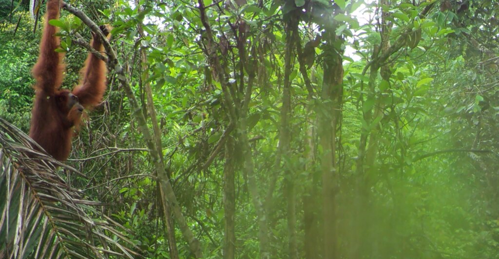 Help Orangutans Thrive by Rewilding Their Forests