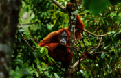 Help Orangutans Thrive by Rewilding Their Forests