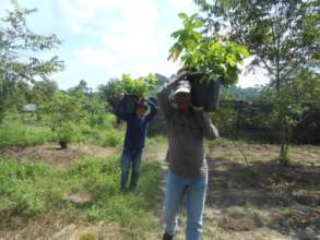 carrying the seedlings to the replanting site