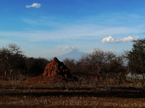 Dry landscape in Simanjiro