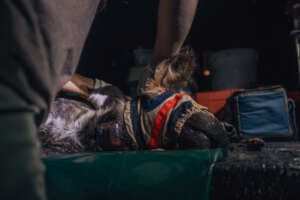 Collaring a Wild Dog