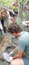 Busy removing a snare from a spotted hyena