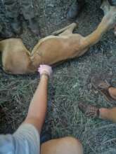 Removing a snare from an impala