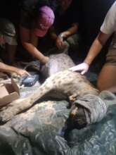 Fitting a collar to a spotted hyena