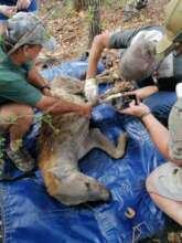 Spotted Hyena being treated after rescuing it.