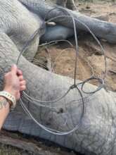 Snare removed from an elephant cow.