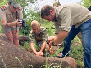 Snare being removed from an elephant bull.