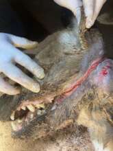 Young Spotted hyena with a snare around its neck