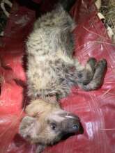 Young hyena with a snare around its neck