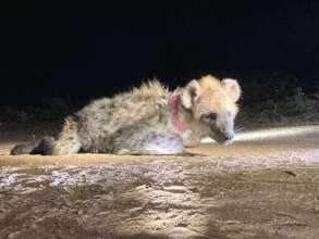 spotted hyena being woken up