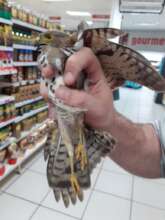 Rescued little sparrowhawk