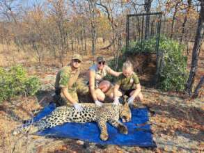 Male Leopard being relocated