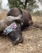 Buffalo bull that unfortunately had to be put down