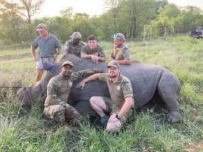 Relocating a White Rhino