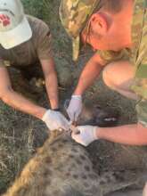 Putting a tracking collar on a spotted hyena