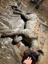 Spotted Hyena with a very bad snare wound