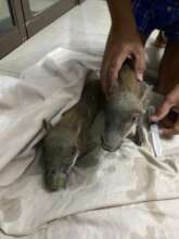Two orphaned warthogs being treated