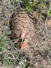 Rescued Pangolin being released