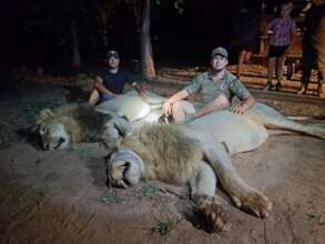 Two male lions back in the reserve after escaping