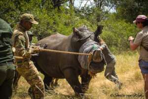 Loading a white rhino bull to be relocated.