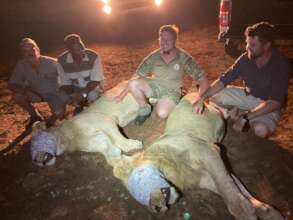Two young male lions captured and moved