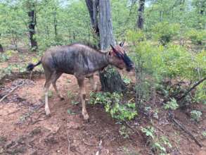 Young wildebeest trapped in a snare
