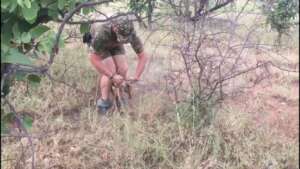 Young impala being freed from a snare