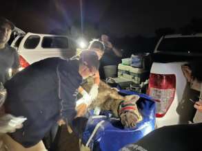 Removing a snare from a Spotted Hyena
