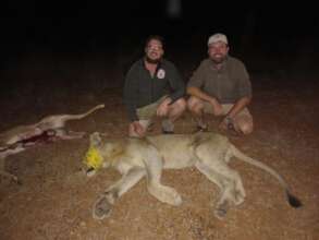 Young male lion that broke out of reserve