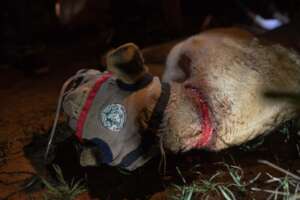 Lioness after snare was removed