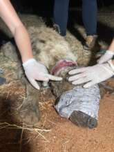 Spotted Hyena with a snare, being treated.