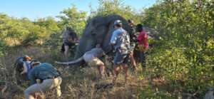 Elephant bull's racking collar being replaced