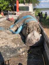 Hippopotamus being moved to the Olifants River