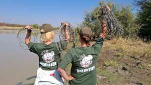 International Volunteers holding snares