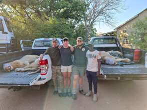 Three Junior field rangers with relocated lions