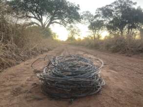 Over 40 snares removed in one afternoon