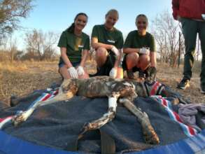 Volunteers with collared wild dog