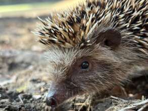 South African Hedgehog being released