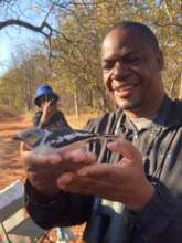 White helmet shrike being released after ringing