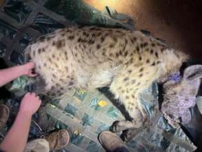 Rescued Spotted Hyena that had a snare