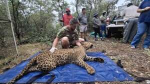Male leopard being relocated